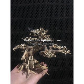 BONSAI LŨA GỖ CHO HỒ CÁ THỦY SINH 40CM-60CM