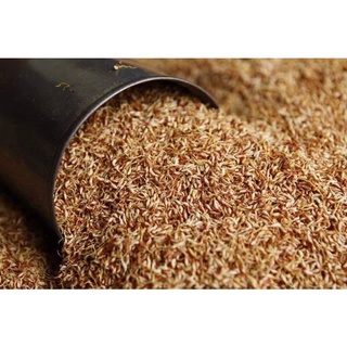 [SẴN] 1 KG HẠT MAC PUP CAO BẰNG + TẶNG TÚI LỌC.