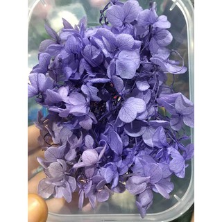 Hoa khô đủ màu chụp ảnh