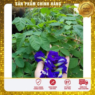 Hạt giống hoa đậu biếc - 20 hạt