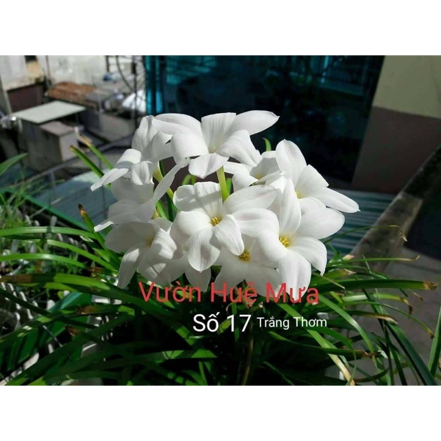 Huệ mưa trắng thơm