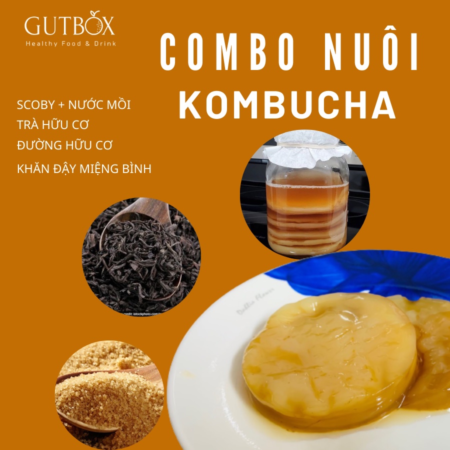 Combo nuôi Kombucha đầy đủ (hướng dẫn nuôi thành công ngay từ lần đầu, có bảo hành)
