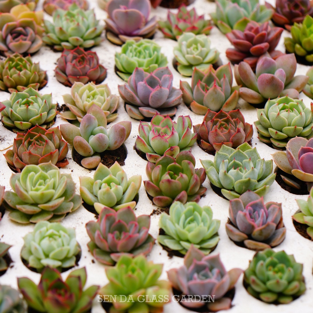 Sen đá mini Đà Lạt ngẫu nhiên GLASS GARDEN, size mini 2-3 cm, Siêu khỏe, form đẹp