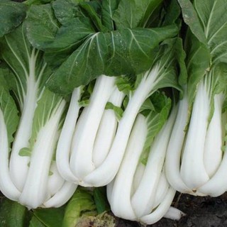 20gram HẠT GIỐNG CẢI BẸ TRẮNG