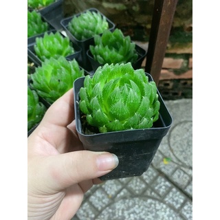 Sem đá Haworthia size 5-8cm