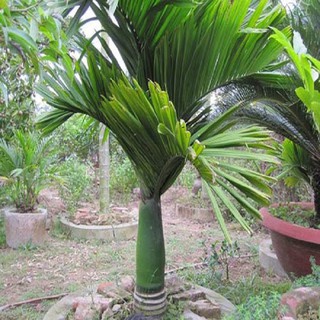 COMBO 3 CÂY CAU LÙN TỨ QUÝ