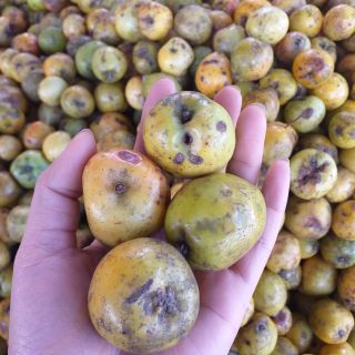 Táo mèo Điện Biên