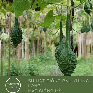 5 Hạt giống bầu khủng long Mỹ siêu kute