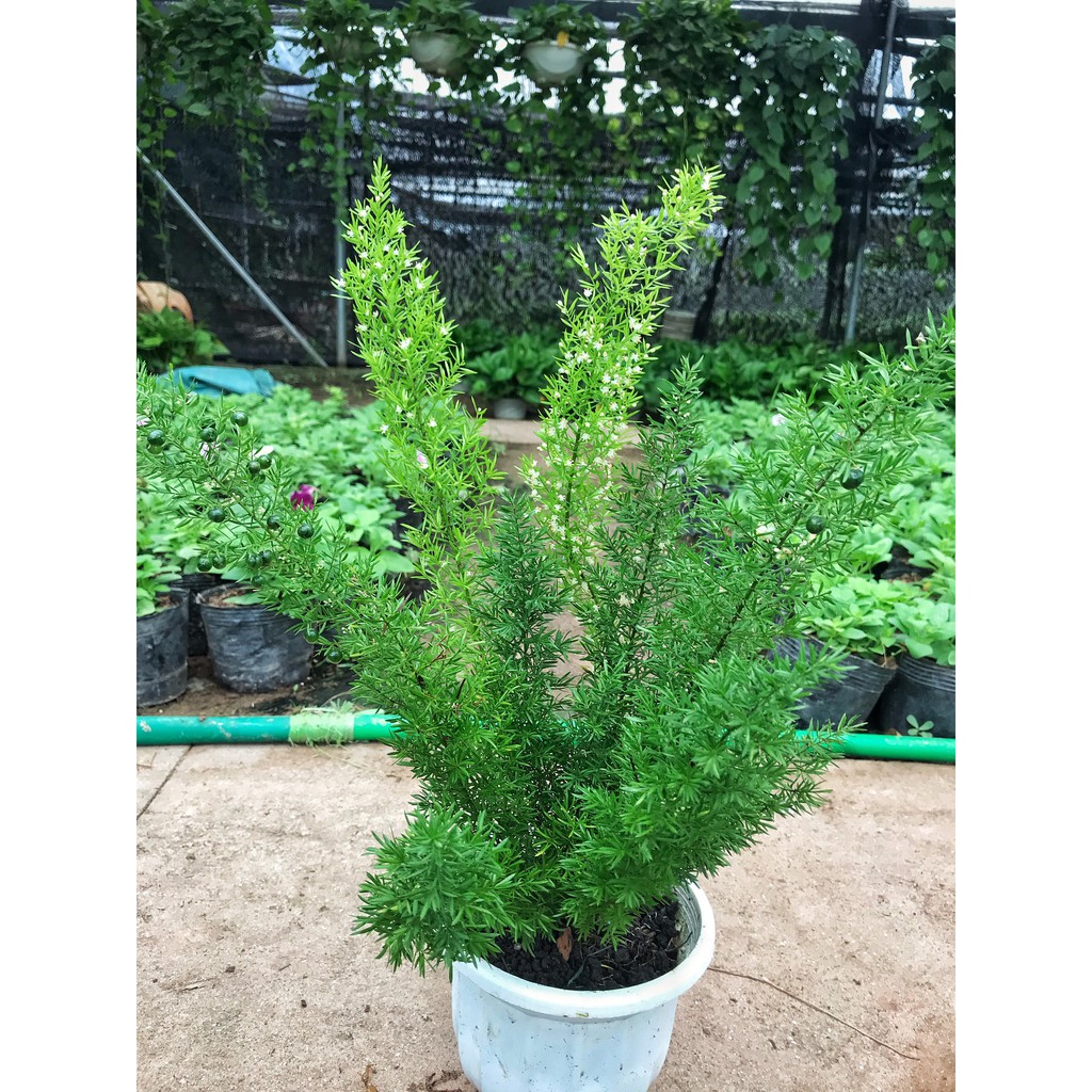 Cây Đuôi Chồn 🍀 GIÁ TẠI VƯỜN 🍀 cao 20-25cm, sum suê lá dài đẹp, thích hợp trang trí cảnh quan