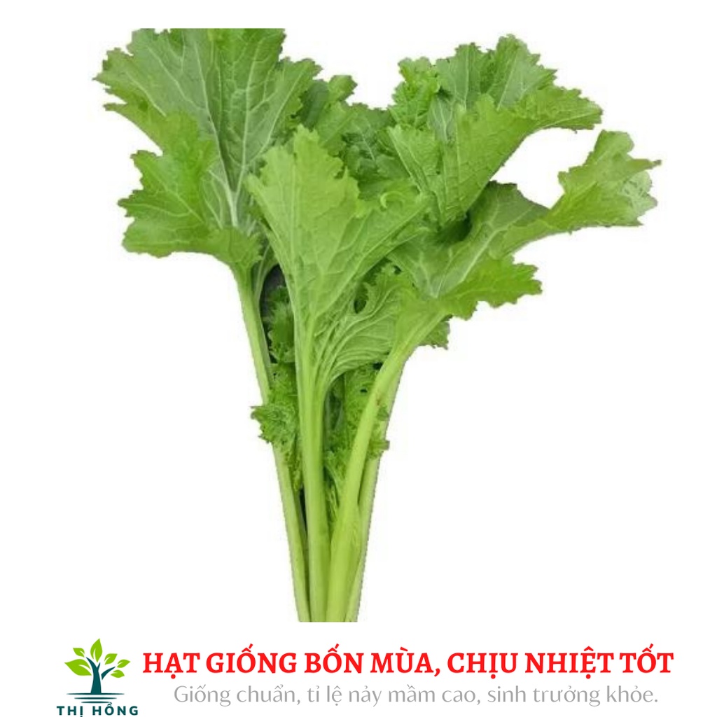 Hạt giống cải mèo 20 (dễ trồng, vị hơi nhặng, mềm, không bị xơ)