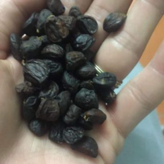 Hạt Dổi 100g
