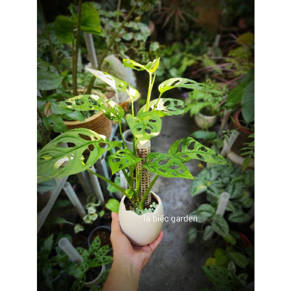 Trầu bà lỗ adansonii