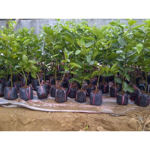 Cây giống chanh tứ quý RA QUẢ 4 MÙA