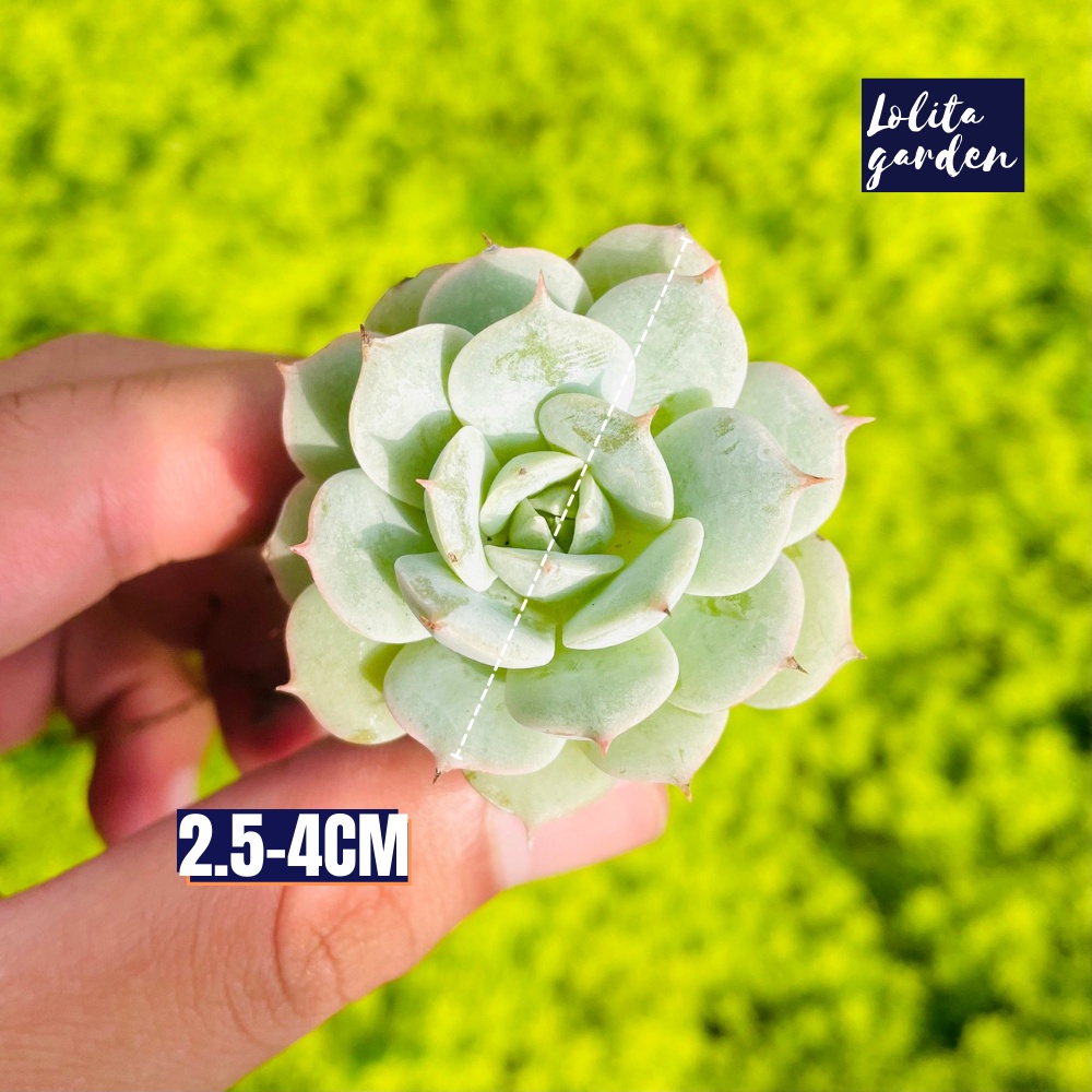 Sen đá búp bê Đà Lạt size mini cây cảnh trang trí nhà cửa Lolita garden