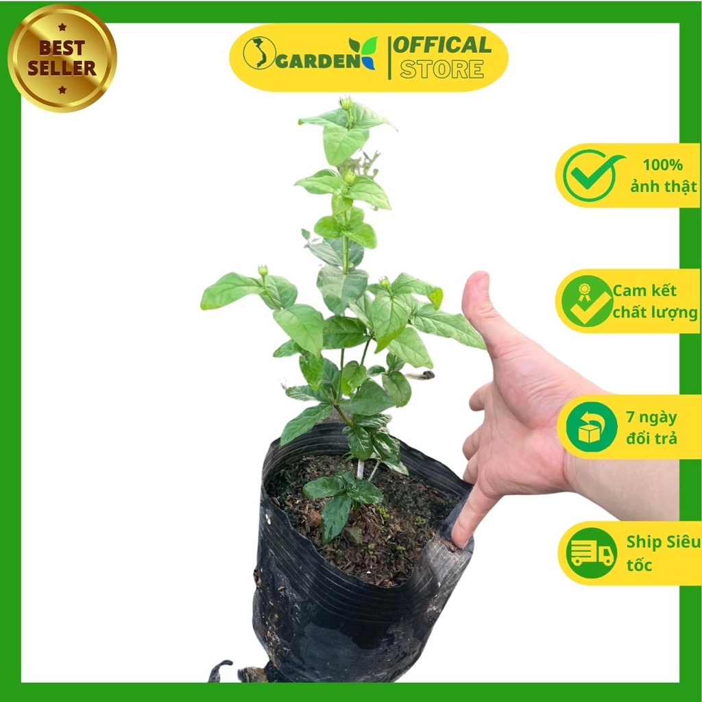 Cây hoa nhài ba lá quý hiếm cao 30-40cm