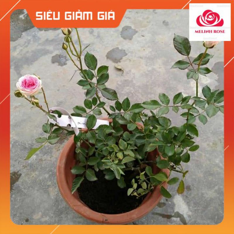 Hoa hồng ngoại Mini Eden rose – Hoa hồng Pháp vô cùng sai hoa-Vườn Hoa Melinhrose