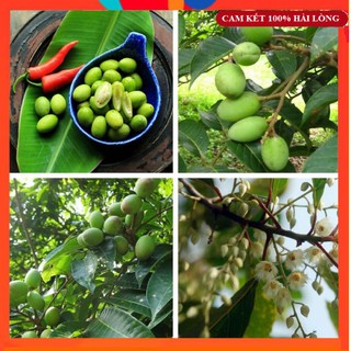 Cây Giống  - Cây giống Cà Na Thái Dễ Trồng, Siêu Trái