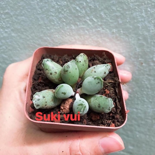Sen đá hải cẩu