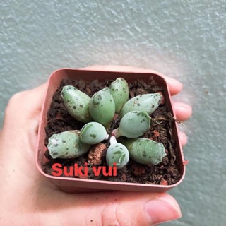 Sen đá hải cẩu