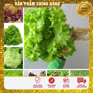COMBO 8 gói hạt giống rau xà lách thủy sinh các loại TẶNG 2 phân bón