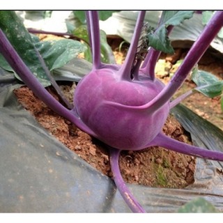 Hạt giống Củ su hào tím