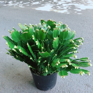 Cây càng cua hoa trắng