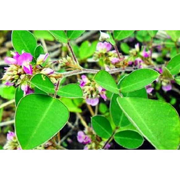 1Kg Kim Tiền Thảo [Hàng Chuẩn] - Rất Tốt Với Người Bị Sỏi Mật, Sỏi Thận