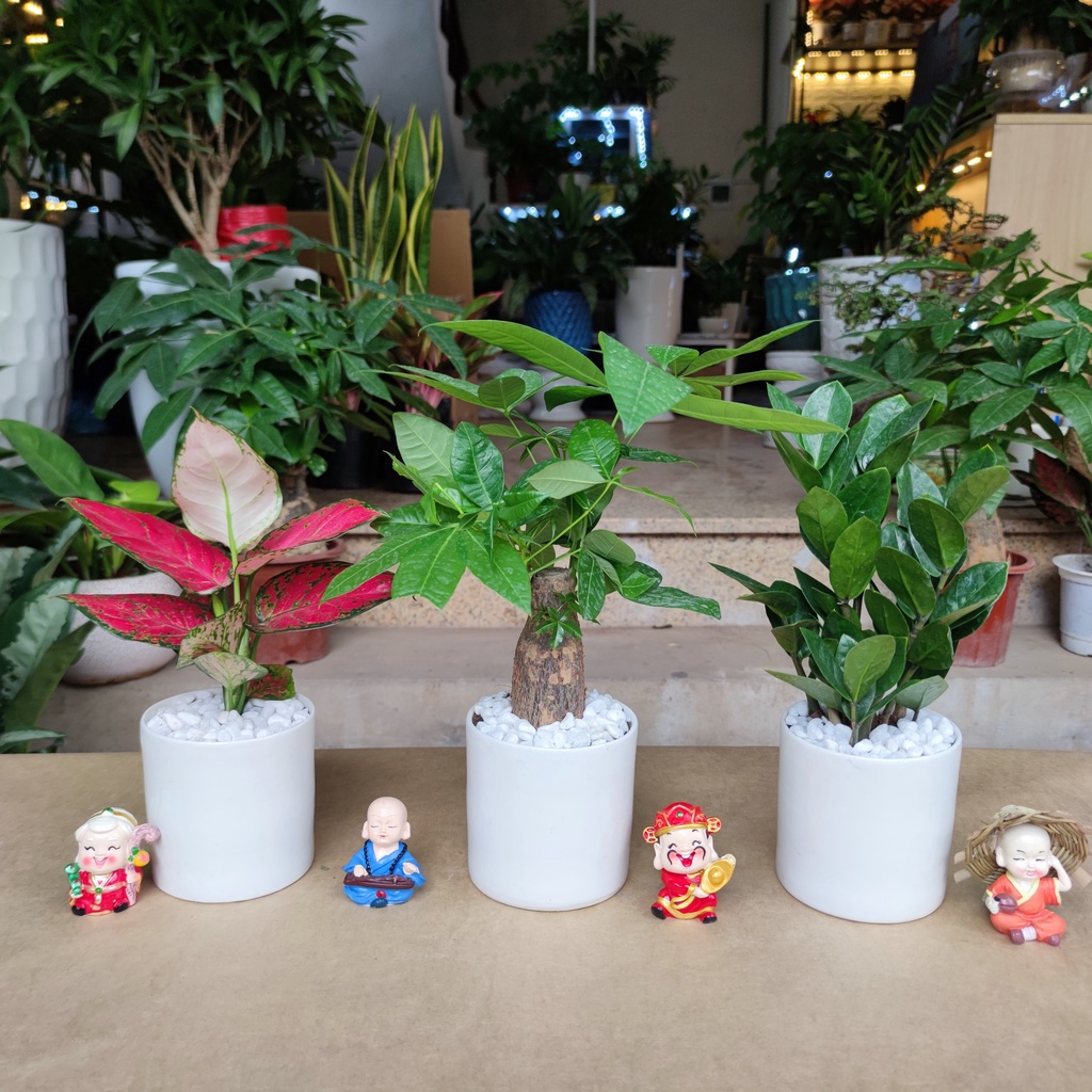 COMBO 3 CÂY , cây kim tiền ,cây vạn lộc đỏ , cây kim ngân để bàn chậu sứ trắng cực sinh