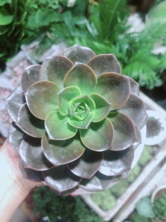 Sen Đá Nâu Kèm Chậu Sứ
