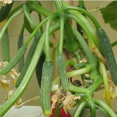 20 Hạt giống dưa chùm trơn Hà Lan  F1_ Chuẩn chùm trơn