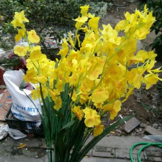 bộ 50 cành hoa lan vũ nữ giá bất chấp