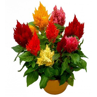 Hạt giống hoa Celosia hoa mào lửa 100h