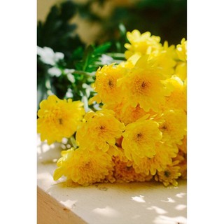 Hạt giống Cúc Đại Đoá Vàng F1 ☘️