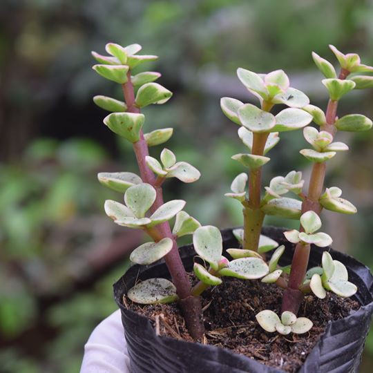Sen Đá Đô La Trắng