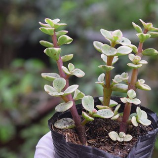 Sen Đá Đô La Trắng