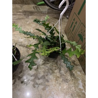 Nhật quỳnh Mexico