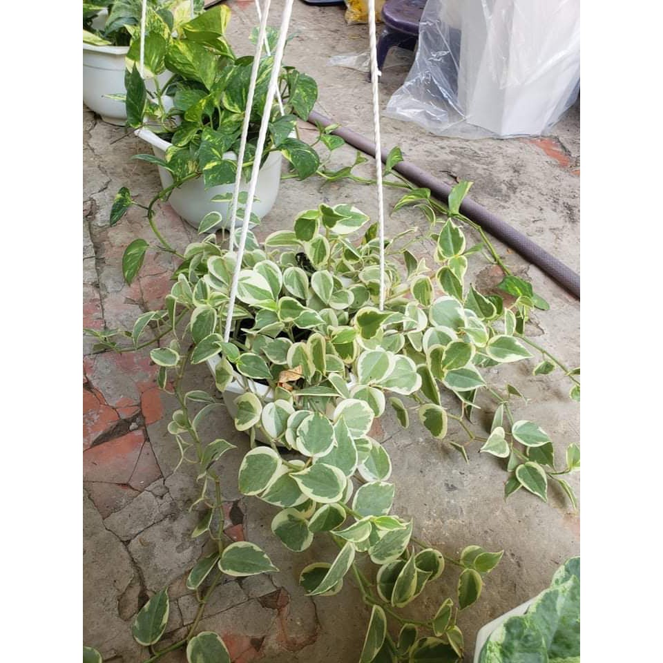 Cây Trầu Bà Càng Cua