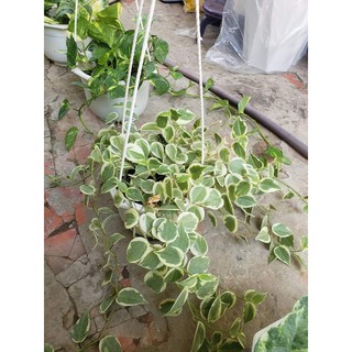 Cây Trầu Bà Càng Cua (Trầu bà Peperomia scandens.)