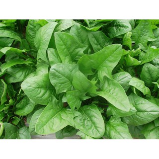 HẠT GIỐNG CẢI BÓ XÔI 20GR