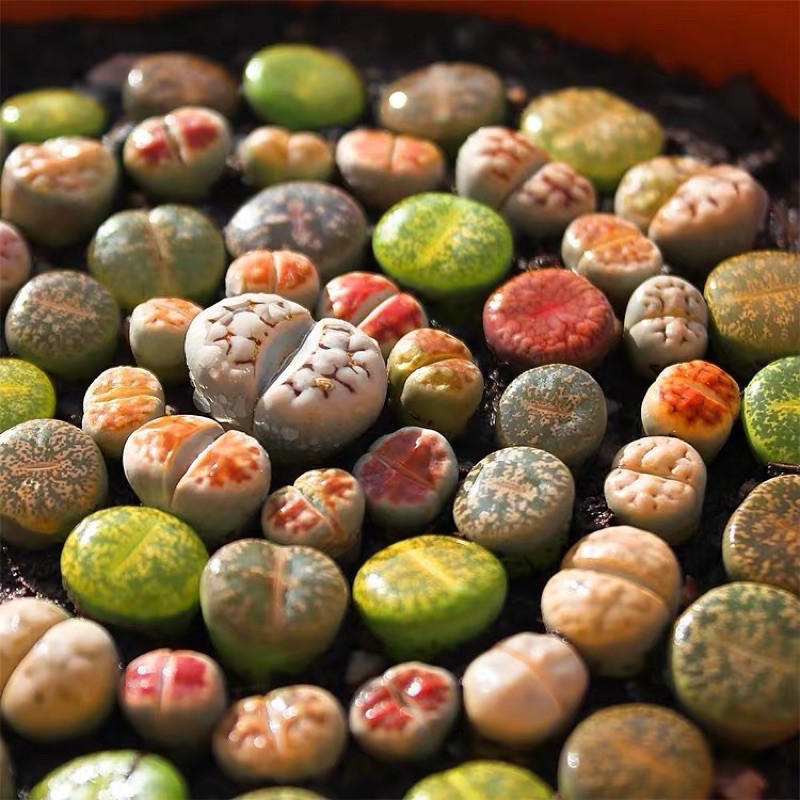 [MUA 5 TẶNG 1] SEN ĐÁ LITHOPS SIZE 0,5~3 CM ( SEN MÔNG; SEN THẠCH LAN )