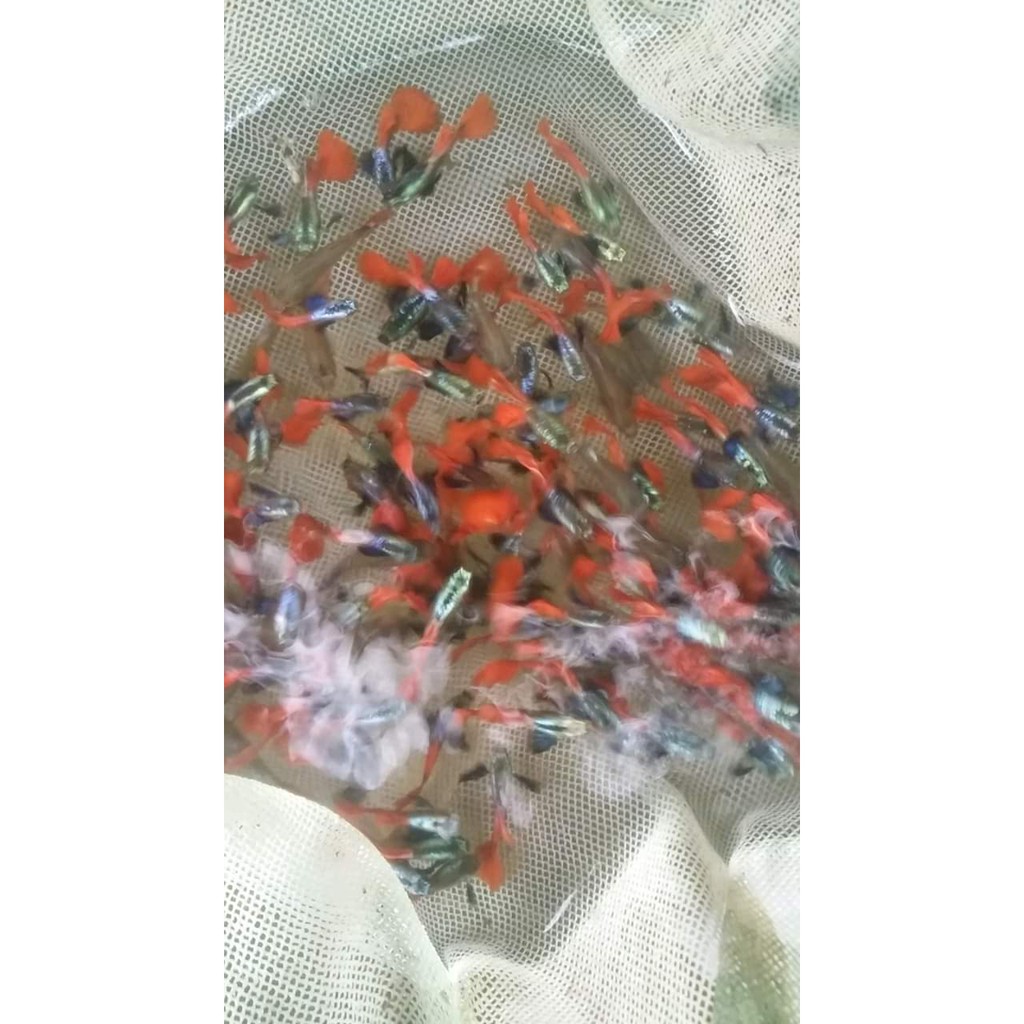 Combo 2 loại Blue Tazzan và Dumbo Red Tail (mỗi loai 1 căp)