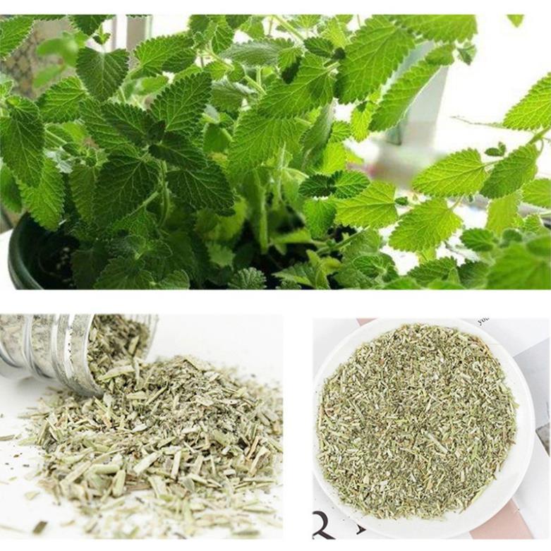 CỎ BẠC HÀ MÈO - CATNIP NHẬP MĨ 40ML - VIDEO TỰ QUAY