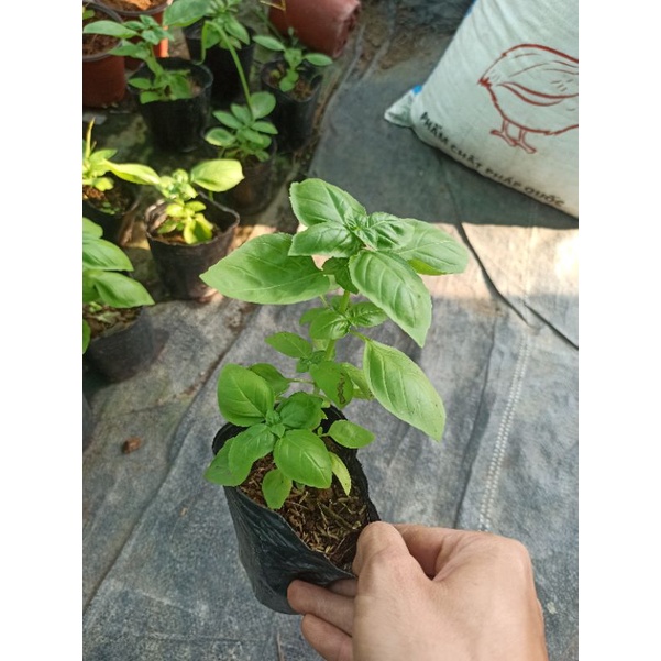 Cây basil húng xanh