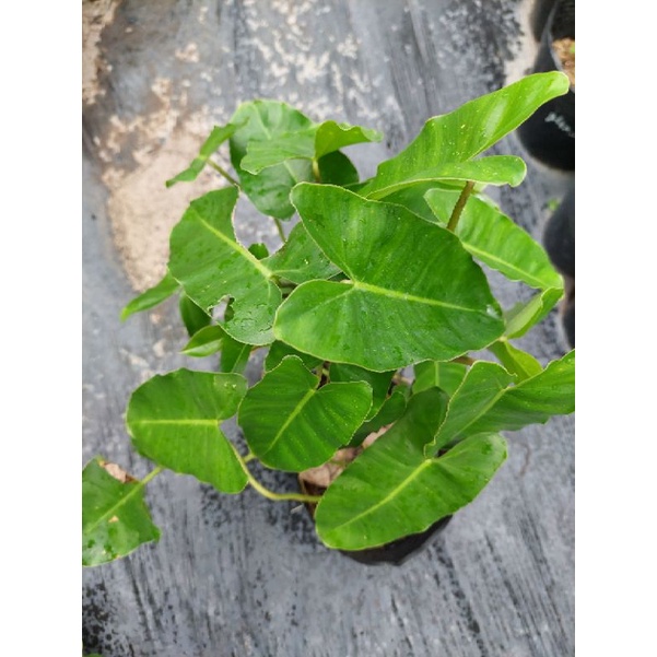 Trầu tỉ phú -burle marx