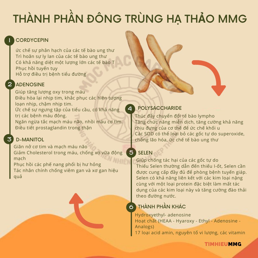 (25gr) Đông trùng hạ thảo khô sấy thăng hoa MMG