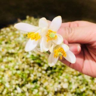 NƯỚC TRÁNG TÓC THƠM KAROSE BLOSSOM 500ml