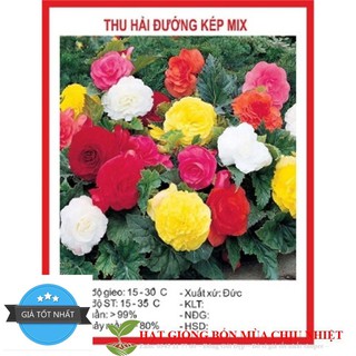 HẠT GIỐNG HOA THU HẢI ĐƯỜNG GÓI 25 HẠT ĐẾN MÙA TRỒNG TẾT