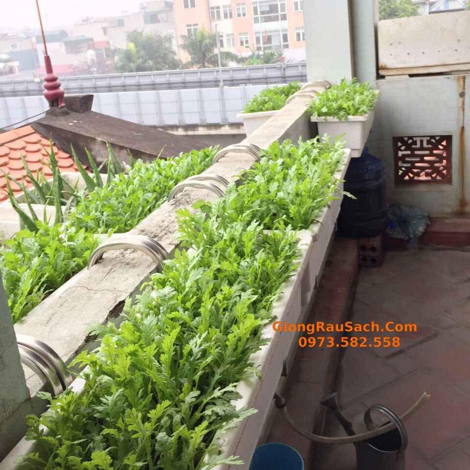 Móc Treo Chậu Trồng Hoa, Rau Hoặc Chậu Nhựa Dài - Thông Minh Bền Đẹp - Chưa Bao Gồm Chậu