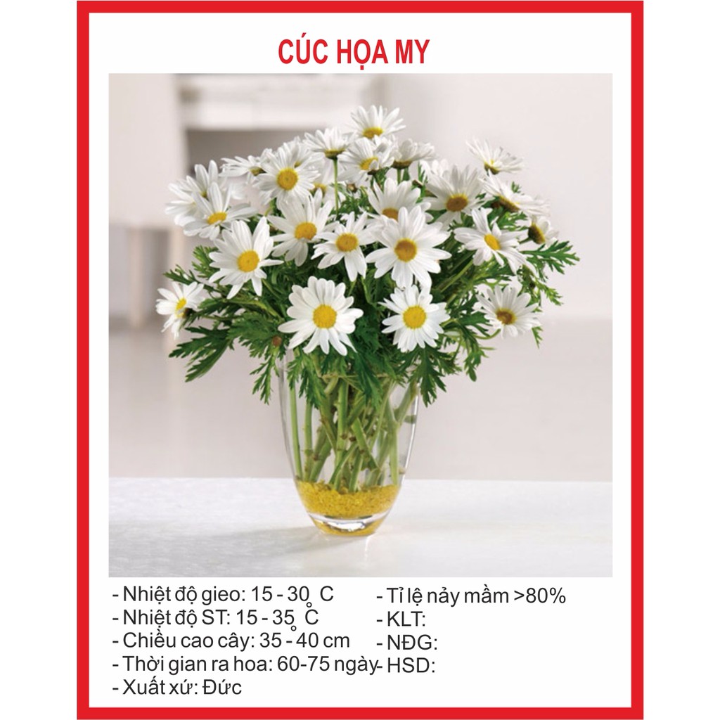 Hạt giống hoa Cúc Chi Trắng 100 Hạt