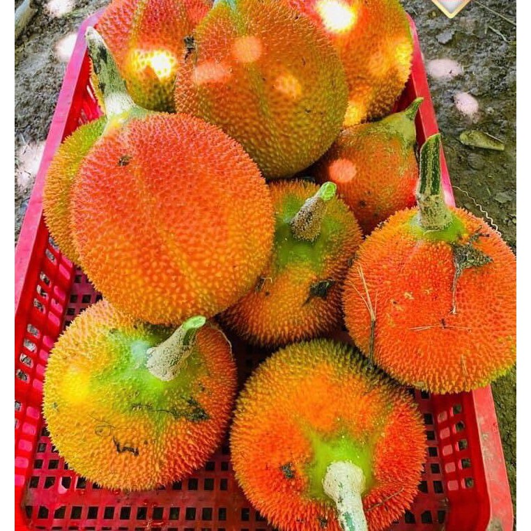 1KG KẸO DỪA DẺO MIX VỊ ĐẶC SẢN BẾN TRE CAM KẾT HÀNG CHUẨN LOẠI 1